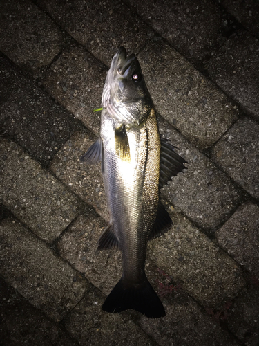 シーバスの釣果