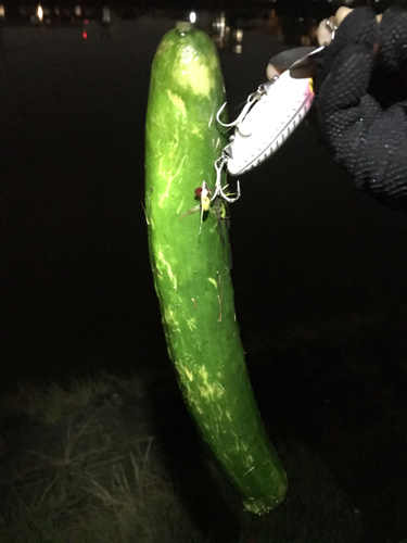 キュウリウオの釣果