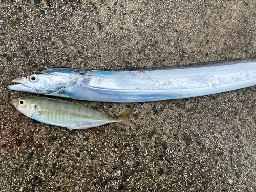 タチウオの釣果