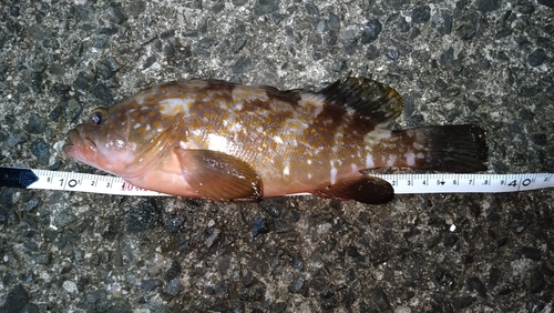 アコウの釣果