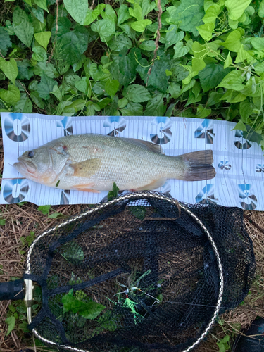 ブラックバスの釣果