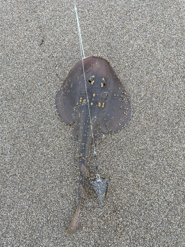 ウチワザメの釣果