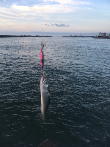 サバの釣果