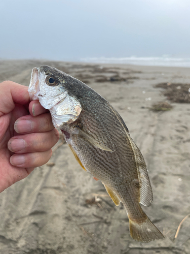 イシモチの釣果