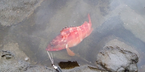 アカハタの釣果