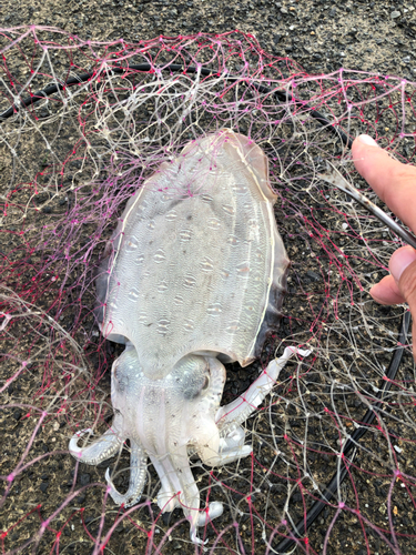 モンゴウイカの釣果