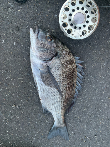 チヌの釣果