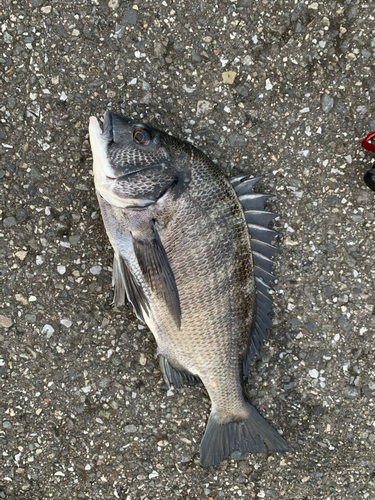 チヌの釣果