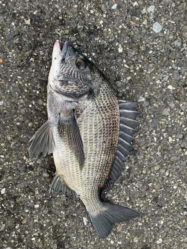 チヌの釣果