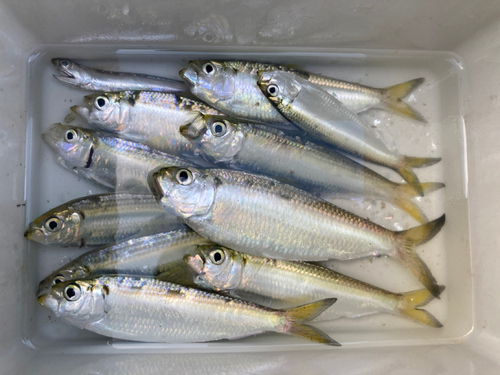 ママカリの釣果