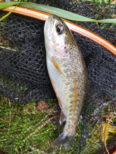 ニジマスの釣果