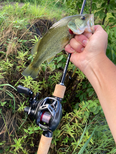 ブラックバスの釣果