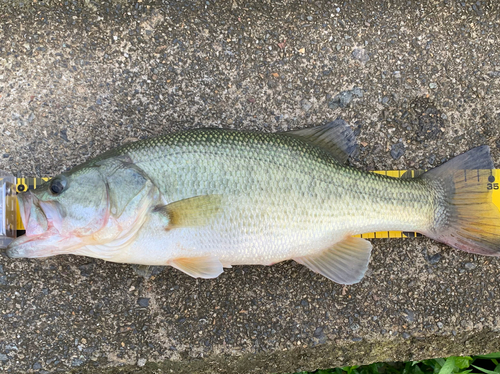 ブラックバスの釣果