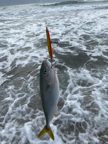 ショゴの釣果