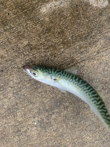 サバの釣果