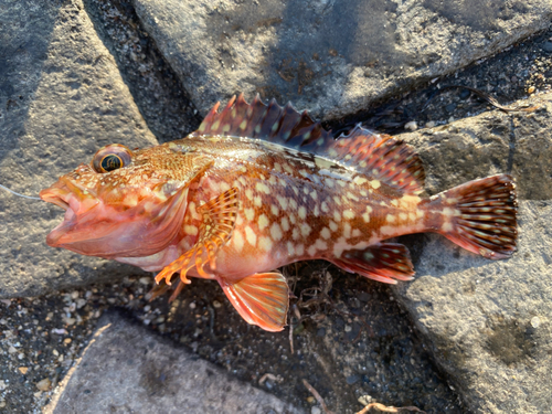 カサゴの釣果