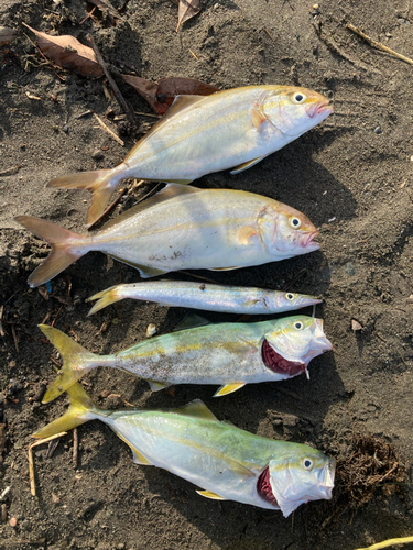 ショゴの釣果