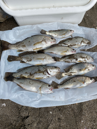 イシモチの釣果