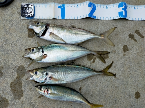 アジの釣果