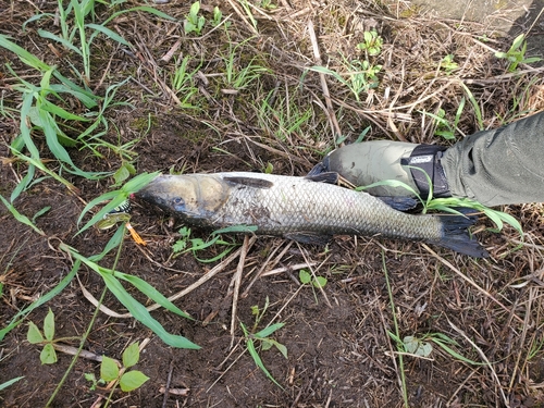 ニゴイの釣果