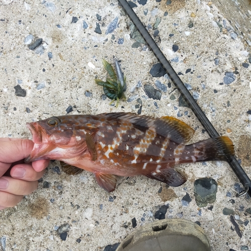 アコウの釣果