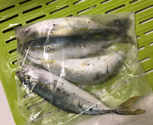 ワカナゴの釣果