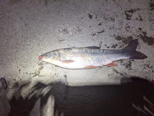 ウグイの釣果