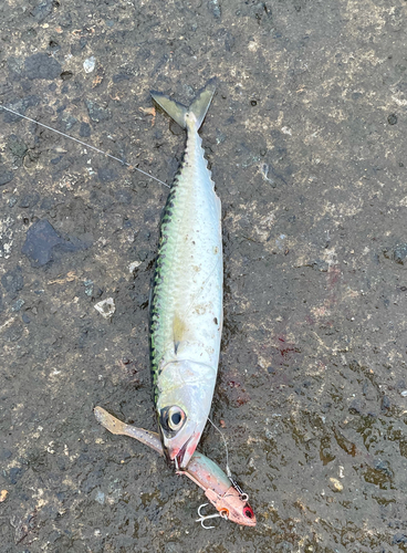 サバの釣果