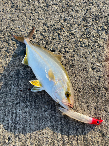 ショゴの釣果