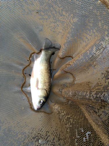 フナの釣果