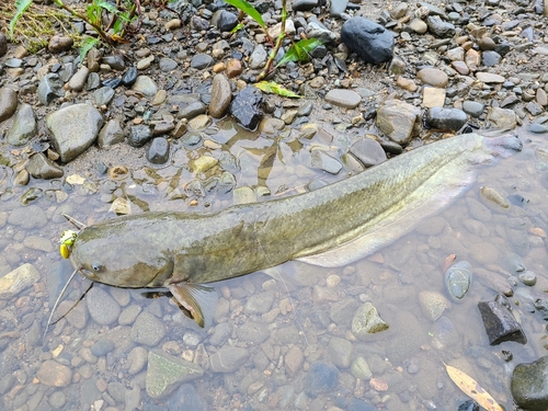 ナマズの釣果