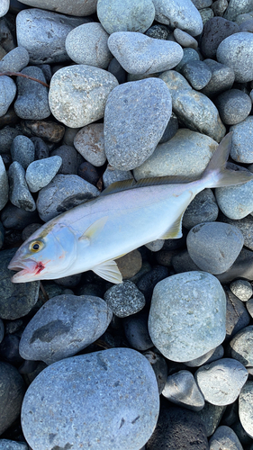 ショゴの釣果