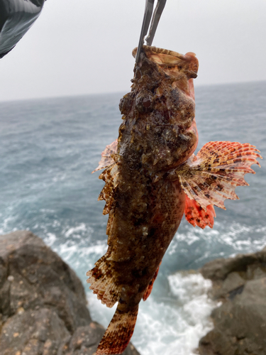 オニカサゴの釣果