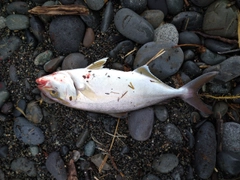 ショゴの釣果