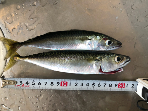 サバの釣果