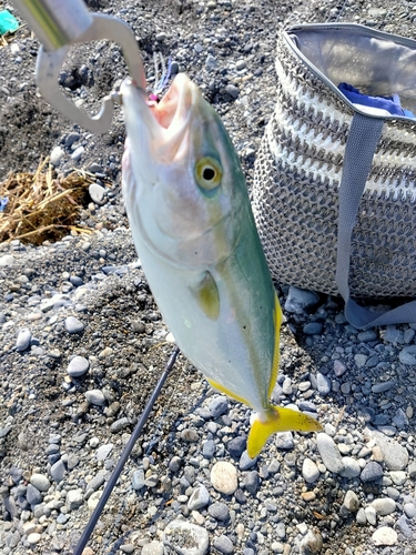 ワカシの釣果