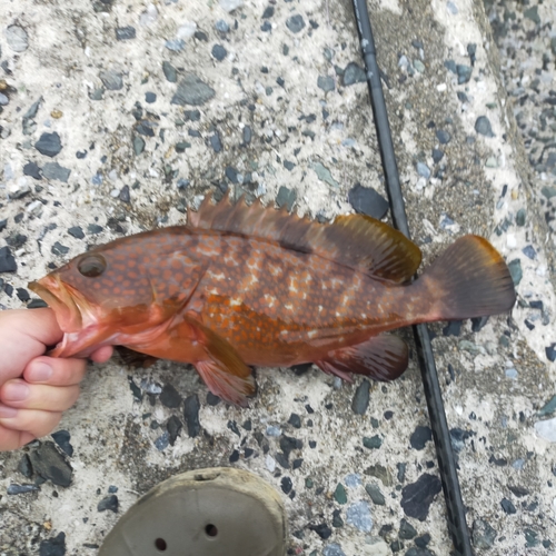 アコウの釣果