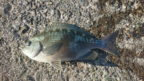 メジナの釣果