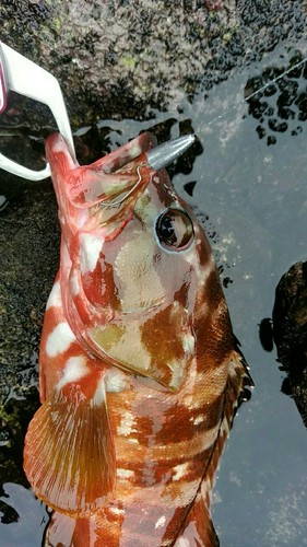 アカハタの釣果