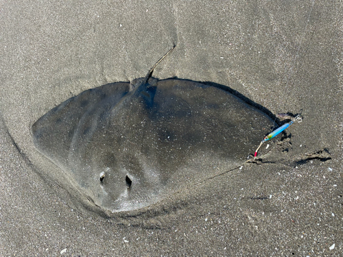 ツバクロエイの釣果