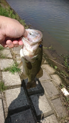 ラージマウスバスの釣果