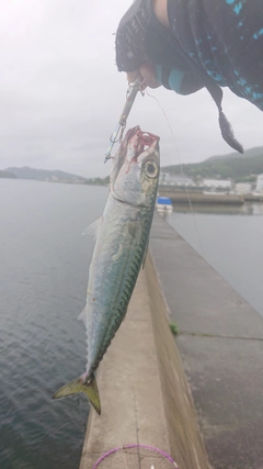 ゴマサバの釣果