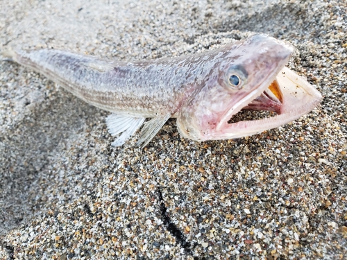 エソの釣果