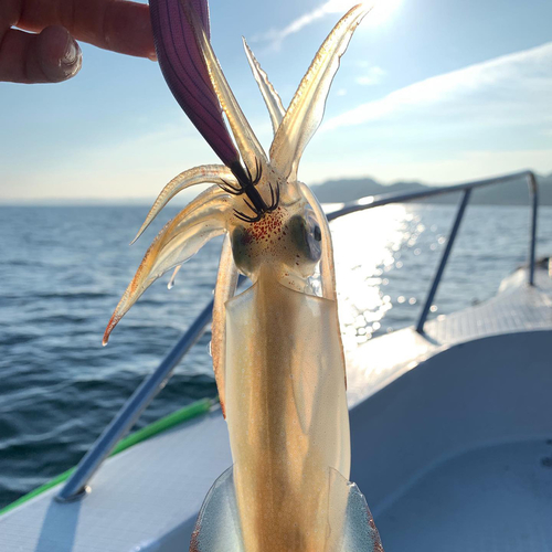 マルイカの釣果