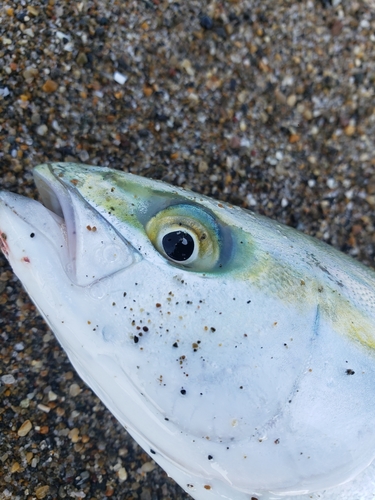 ワカシの釣果