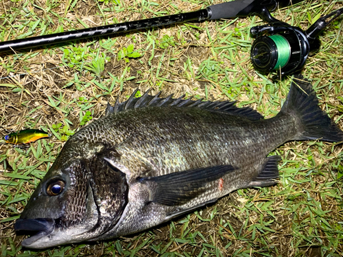 チヌの釣果