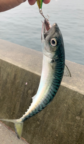 マサバの釣果