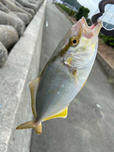 シオの釣果