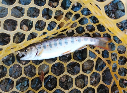 アマゴの釣果