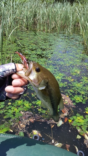 ブラックバスの釣果